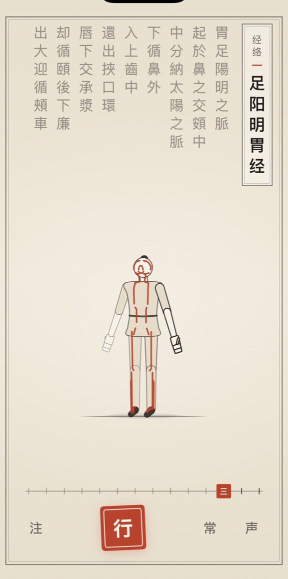 足阳明胃经的线描演示