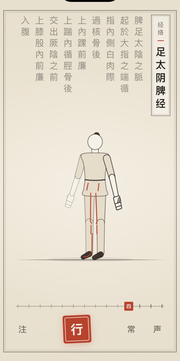 足太阴脾经的线描演示