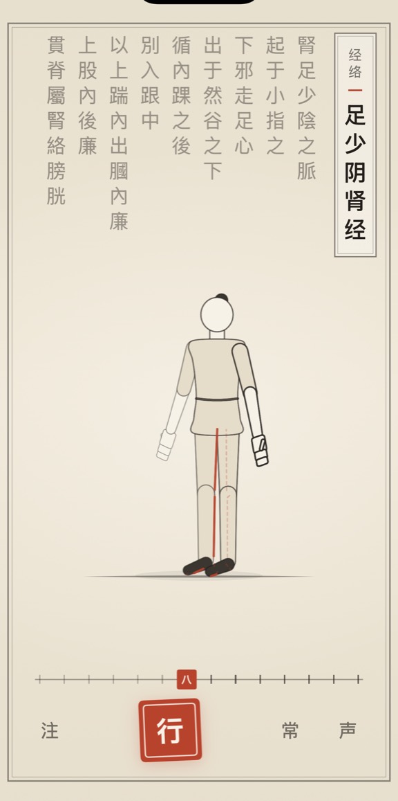 足少阴肾经的线描演示